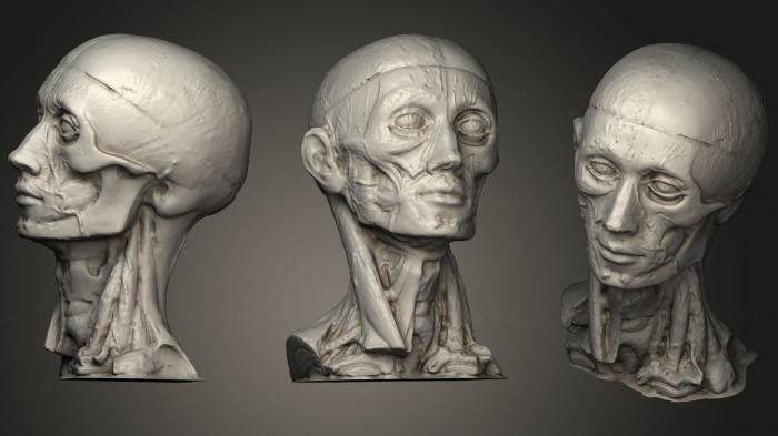 Anatomy of skeletons and skulls (ANTM_0201) 3D model for CNC machine